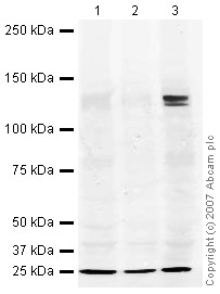 All lanes : Anti-GRIP1 antibody (ab25963) at 2 µg/mlLane 1 : Brain (Mouse) Tissue Lysate - postnatal day 7Lane 2 : Brain (Rat) Tissue Lysate - normal adult tissueLane 3 : Brain (Rat) Tissue Lysate - postnatal day 7Lysates/proteins at 15 µg per lane.SecondaryIRDye 680 Conjugated Goat Anti-Rabbit IgG (H+L) at 1/10000 dilutionPerformed under reducing conditions.