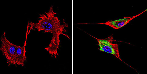 Immunocytochemistry/Immunofluorescence analysis of GRK1 (green) in murine cells. Formalin-fixed cells were permeabilized with 0.1% Triton X-100 in TBS for 5-10 minutes at room temperature and blocked with 3% BSA-PBS for 30 minutes at room temperature. Cells were incubated with ab2776 (1:200) overnight in a humidified chamber. Cells were washed with PBST and incubated with a DyLight-conjugated secondary antibody for 45 minutes at room temperature in the dark. F-actin (red) was stained with a fluorescent phalloidin and nuclei (blue) were stained with DAPI. Images were taken at a 60X magnification.
