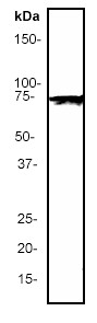Anti-GRK2 antibody [Y137] (ab32558) at 1/500 dilution + U937 cell lysate