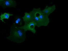 ab123965, at 1/100 dilution, staining Growth Arrest Specific Protein 7 in COS7 cells transiently transfected by pCMV6-ENTRY Growth Arrest Specific Protein 7 by Immunofluorescence.