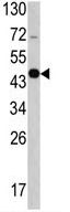 Anti-Growth Arrest Specific Protein 7 antibody - C-terminal (ab135591) at 1/50 dilution + Mouse cerebellum tissue lysate at 35 µg