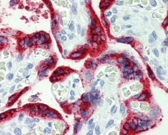 10µg/ml ab109759 staining formalin-fixed, paraffin-embedded Human placenta tissue.