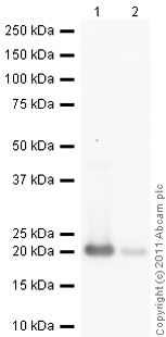 All lanes : Anti-Growth Hormone antibody [GH-1] (ab9821) at 1/500 dilutionLane 1 : Human Human Growth Hormone full length protein (ab51232) at 0.1 µgLane 2 : Human Human Growth Hormone full length protein (ab51232) at 0.01 µgSecondaryGoat Anti-Mouse IgG H&L (HRP) preadsorbed (ab97040) at 1/5000 dilutiondeveloped using the ECL techniquePerformed under reducing conditions.Exposure time :  2 minutes