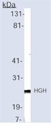 anti Human Growth Hormone (form of ab81203 with BSA and Azide) at 1 µg/ml + human cells