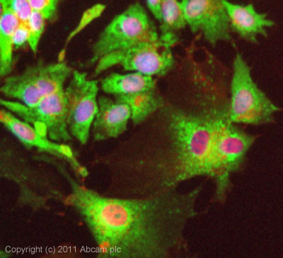 ICC/IF image of ab65304 stained HepG2 cells. The cells were 4% PFA fixed (10 min) and then incubated in 1%BSA / 10% normal goat serum / 0.3M glycine in 0.1% PBS-Tween for 1h to permeabilise the cells and block non-specific protein-protein interactions. The cells were then incubated with the antibody (ab65304, 5µg/ml) overnight at +4°C. The secondary antibody (green) was ab96899, DyLight® 488 goat anti-rabbit IgG (H+L) used at a 1/250 dilution for 1h. Alexa Fluor® 594 WGA was used to label plasma membranes (red) at a 1/200 dilution for 1h. DAPI was used to stain the cell nuclei (blue) at a concentration of 1.43µM. This antibody also gave a positive result in 4% PFA fixed (10 min) HeLa, Hek293 and MCF7 cells at 5µg/ml, and in 100% methanol fixed (5 min) HeLa, Hek293, HepG2 and MCF7 cells at 5µg/ml.