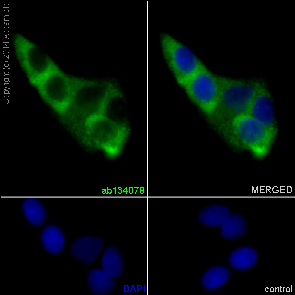 Immunocytochemistry/Immunofluorescence analysis of HepG2 cells labelling Growth hormone receptor with purified ab134078 at 1/200. Cells were fixed with 4% paraformaldehyde and permeabilized with 0.1% Triton X-100. ab150077, an Alexa Fluor® 488-conjugated goat anti-rabbit IgG (1/500) was used as the secondary antibody. DAPI (blue) was used as the nuclear counterstain.Control: primary antibody (1/500) and secondary antibody ab150120, an Alexa Fluor® 594-conjugated goat anti-mouse IgG (1/400).