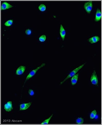 ab134078 (unpurified) staining Growth hormone receptor in a human glioblastoma cell line by ICC/IF (Immunocytochemistry/immunofluorescence). Cells were fixed with paraformaldehyde,permeabilized with TBS Tween 0.5% and blocked for 60 minutes at 25°C. Samples were incubated with primary antibody (1/100) for 20 hour at 4°C. An Alexa Fluor® 594-conjugated Goat anti-rabbit IgG polyclonal(1/200) was used as the secondary antibody.See Abreview