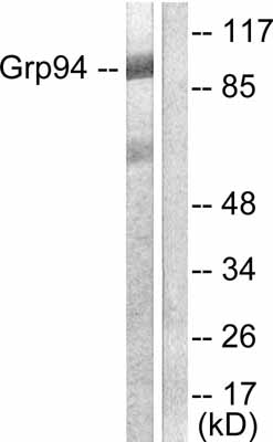 All lanes : Anti-GRP94 antibody (ab53075) at 1/300 dilutionLane 1 : SKOV3 cell extract with no immunizing peptideLane 2 : SKOV3 cell extract with immunizing peptide