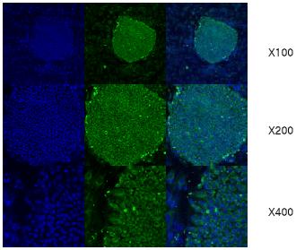 Immunofluorescence staining of human embryonic stem cell colony with ab63469 (1:100).