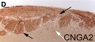ab79261, staining CNGA2 in murine olfactory bulb tissue by Immunohistochemistry. Olfactory bulbs from CNGA2 heterozygous mice were fixed in 10% neutral buffered formalin overnight and embedded in paraffin. Sections were deparaffinized and microwaved in antigen retrieval buffer (10 mM Tris pH 9.0, 1 mM EDTA, 0.05% Tween 20). Slides were blocked in TNB before incubation with primary antibody overnight at 4°C. A biotinylated goat anti-rabbit IgG was used as the secondary antibody.