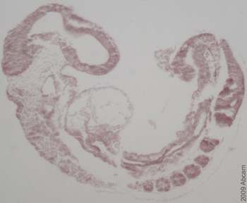 Immunostaining of mouse E9.5 embryo tissue sections. After using a biotinylated secondary, ABC and then DAB was used for color development. Please see abreview for protocol details.See Abreview