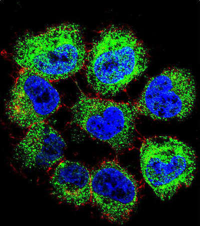 Confocal immunofluorescent analysis of NCI-H460 cells labeling GTF2H2 with ab170429 at 1/10 dilution, followed by Alexa Fluor 488-conjugated goat anti-rabbit lgG (green). Actin filaments have been labeled with Alexa Fluor 555 phalloidin (red). DAPI was used to stain the cell nuclear (blue).