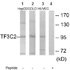All lanes : Anti-GTF3C2 antibody (ab64842) at 1/500 dilutionLane 1 : Extract from HepG2 cellsLane 2 : Extract from COLO205 cellsLane 3 : Extract from HUVEC cellsLane 4 : Extract from HUVEC cells with immunising peptide