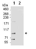 ab74229, at 1 µg/ml (used for IP at 3 µg/mg lysate) Lane 1: HeLa whole cell lysate at 1 mg for IP (20% of IP loaded). Lane 2: control IgG. Detection: Chemiluminescence with an exposure time of 3 seconds.