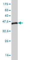 Western blot against tagged recombinant protein immunogen using ab56748 GTPBP1 antibody at 1ug/ml.