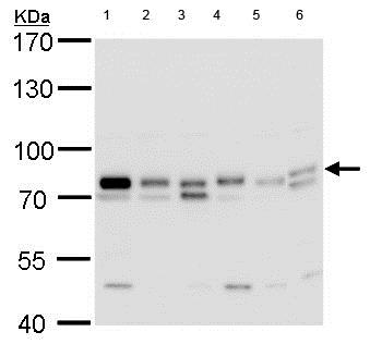 All lanes : Anti-GTPBP4 antibody (ab184124) at 1/500 dilutionLane 1 : Neuro2A whole cell lysateLane 2 : GL261 whole cell lysate whole cell lysateLane 3 : C8D30 whole cell lysateLane 4 : NIH-3T3 whole cell lysateLane 5 : BCL-1 whole cell lysateLane 6 : C2C12 whole cell lysateLysates/proteins at 30 µg per lane.