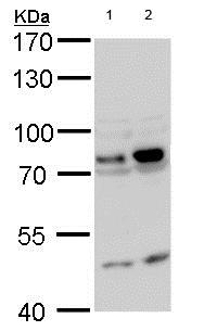 All lanes : Anti-GTPBP4 antibody (ab184124) at 1/500 dilutionLane 1 : PC-12 whole cell lysateLane 2 : Rat2 whole cell lysate/ whole cell lysateLysates/proteins at 30 µg per lane.