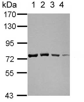 All lanes : Anti-GTPBP4 antibody (ab153977) at 1/10000 dilutionLane 1 : 293T whole cell lysateLane 2 : A431 whole cell lysateLane 3 : HeLa whole cell lysateLane 4 : HepG2 whole cell lysateLysates/proteins at 30 µg per lane.