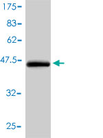 Western blot against tagged recombinant protein immunogen using ab55218 Guanylate kinase antibody at 1ug/ml.