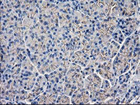 ab119063, at 1/150 dilution, staining Guanylate kinase in paraffin-embedded Human pancreas tissue by Immunohistochemistry.