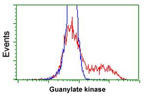 HEK293T cells transfected with either a Guanylate kinase overexpress plasmid (Red) or empty vector control plasmid (Blue) were immunostained using ab119063 at 1/100 dilution and then analyzed by flow cytometry.