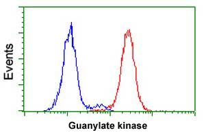 Flow cytometric analysis of Guanylate kinase in Hela cells using ab119063 at 1/100 dilution (Red) compared to a nonspecific negative control antibody (Blue).