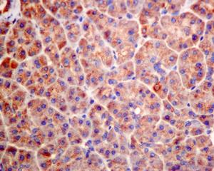 Immunohistochemical analysis of formalin-fixed, paraffin-embedded Human pancreas tissue, labeling Guanylyl Cyclase beta 1 using ab154841 at a 1/100 dilution.