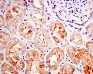 Immunohistochemical analysis of paraffin embedded Human normal kidney tissue using ab154841 showing +ve staining.
