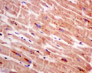 Immunohistochemical analysis of paraffin embedded Human heart tissue using ab154841 showing +ve staining.