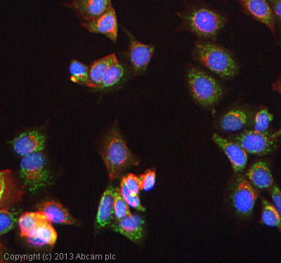 ICC/IF image of ab156173 stained MCF7 cells. The cells were 100% methanol fixed (10 min) and then incubated in 1%BSA / 10% normal goat serum / 0.3M glycine in 0.1% PBS-Tween for 1h to permeabilise the cells and block non-specific protein-protein interactions. The cells were then incubated with the antibody (ab156173, 5µg/ml) overnight at +4°C. The secondary antibody (green) was ab96899, DyLight® 488 goat anti-rabbit IgG (H+L) used at a 1/250 dilution for 1h. Alexa Fluor® 594 WGA was used to label plasma membranes (red) at a 1/200 dilution for 1h. DAPI was used to stain the cell nuclei (blue) at a concentration of 1.43µM. This antibody also gave a positive result in 100% methanol fixed (5 min) HeLa and HepG2 cells at 5µg/ml.