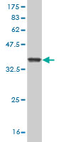 Western blot against tagged recombinant protein immunogen using ab55226 GZMM antibody at 1ug/ml.
