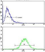 Flow cytometric analysis of CEM cells labeling A2058 with ab175880 at 1/10 dilution (lower histogram) compared to a negative control cell (top histogram). FITC-conjugated goat-anti-rabbit secondary antibodies were used for the analysis.