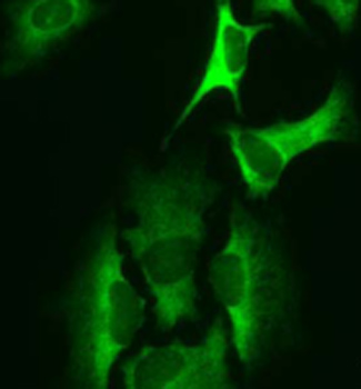 ab50835 at a 1/10 dilution staining HARS in Hela cells, using Alexa Fluor®488 Goat Anti-mouse IgG at 1/200 dilution.