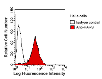 ab50835 at a 1/10 dilution staining HARS using Alexa Fluor® 488 Goat Anti-mouse IgG at 1/400 dilution.