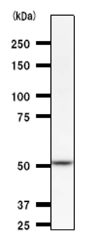 Anti-HARS antibody [HARSA6] (ab50835) at 1/100 dilution + F2408 whole cell lysate at 25 µgSecondaryMouse IgG antibody at 1/2500 dilution