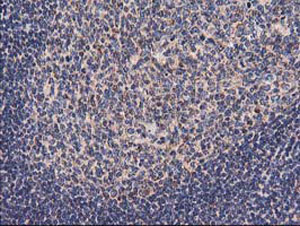ab123918, at a 1/150 dilution, staining HARS2 in paraffin embedded Human tonsil tissue by Immunohistochemistry.