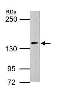 Anti-HAUSP / USP7 antibody (ab183659) at 1/5000 dilution + PC-12 whole cell lysate at 30 µg