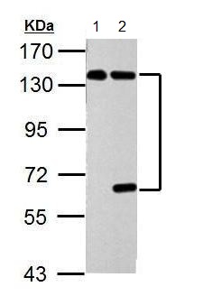 All lanes : Anti-HAUSP / USP7 antibody (ab183659) at 1/5000 dilutionLane 1 : Non-transfected 293T cell lysatesLane 2 : HAUSP / USP7 transfected 293T cell lysatesLysates/proteins at 30 µg per lane.