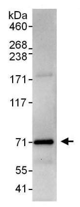 Western blot of immunopricipitate of HeLa whole cell lysate (1 mg for IP, 20% of IP loaded), labeling HCE using ab176728 for WB at 0.4 µg/ml and used for IP at 3 µg/mg lysate.