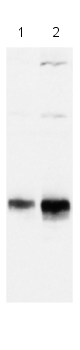 All lanes : Anti-HCE antibody (ab27971) at 1/1000 dilutionLane 1 : Hela nuclear extract at 0.5 µlLane 2 : Hela nuclear extract at 1 µlSecondarydonkey anti-sheep peroxidase conjugate at 1/20000 dilution