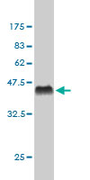 Western blot against tagged recombinant protein immunogen using ab54736 CSTF3 antibody at 1ug/ml.