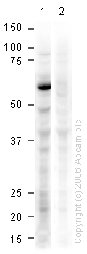 All lanes : Anti-HDAC1 antibody (ab19845) at 1 µg/mlLane 1 : HeLa whole cell lysateLane 2 : HeLa whole cell lysate with Human HDAC1 peptide (ab20434) at 1 µg/mlLysates/proteins at 20 µg per lane.SecondaryGoat Anti-Rabbit IgG H&L (HRP) preadsorbed (ab7090) at 1/5000 dilution
