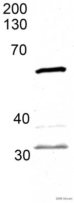 Anti-HDAC1 antibody (ab33278) at 0.06 µg/ml + whole embryo zebrafish tissue at 45 µgSecondarywhole embryo zebrafish tissue lysate at 1/5000 dilution