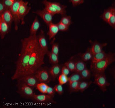ICC/IF image of ab33278 stained human MCF7 cells. The cells were methanol fixed (5 min), permabilised in 0.1% PBS-Tween (20 min) and incubated with the antibody (ab33278, 1µg/ml) for 1h at room temperature. 1%BSA / 10% normal goat serum / 0.3M glycine was used to block non-specific protein-protein interactions. The secondary antibody (green) was Alexa Fluor® 488 goat anti-rabbit IgG (H+L) used at a 1/1000 dilution for 1h. Alexa Fluor® 594 WGA was used to label plasma membranes (red). DAPI was used to stain the cell nuclei (blue). This antibody also gave a positive IF result in HeLa, HEK 293 and HepG2 cells.