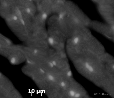Immunohistochemistical detection of HDAC1 using antibody ab33278 on PFA perfusion fixed frozen rat heart sections. Primary antibody Dilution 1/300, Incubated for 18 hours @ 20°C in PBS + 0.3 % Triton X100. Secondary antibody: Goat anti-rabbit Alexa Fluor 488 (1/1000). The antibody produced some staining in the cytoplasm and what seems to be the nucleus of muscle cells in rat heart tissue. The tissues were fixed (animals perfused fixed) with 4% PFA and later postfixed overnight in the same fixative. They were cryoprotected in 30% sucrose and cut using a cryostat.See Abreview