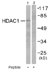 All lanes : Anti-HDAC1 antibody (ab53091) at 1/300 dilutionLane 1 : NIH/3T3 cell extractsLane 2 : NIH/3T3 cell extracts with blocking peptide