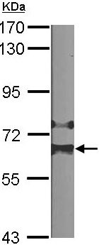 Anti-HDAC1 antibody (ab137652) at 1/1000 dilution + NIH 3T3 whole cell lysate at 30 µg