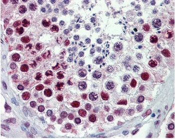 Immunohistochemical analysis of paraffin embedded Testis, labelling HDAC1 with ab137652 at 10 µg/ml.