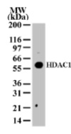 HDAC1 detection by Western blot. The analysis of HDAC1 in 293 cell extract with anti-HDAC1 pAb. A protein band of approximate molecular weight of 60 kDa was detected.