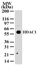 Anti-HDAC1 antibody (ab46851) at 2 µg/ml + 293 cell lysate